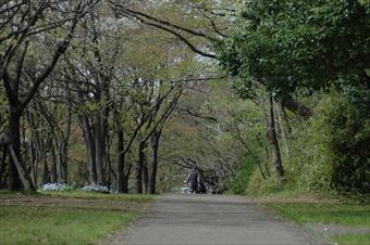 誰もいない公園 春 遊歩道