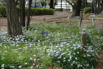 花 白 きれい 公園