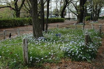 春 白い花 大木 遊歩道 誰もいない公園