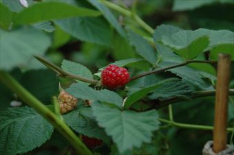 ラズベリー フランボワーズ 赤 緑