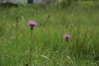 あざみ 草原 赤 緑