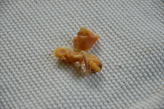 犬のおやつ ひずめ