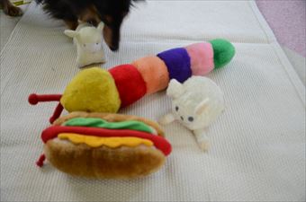 おもちゃと犬 かわいい カラフル
