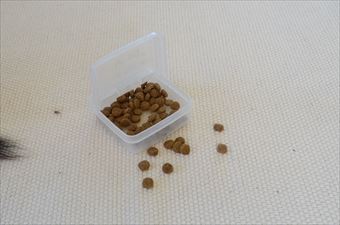 犬の餌 床に落ちてる ドックフード