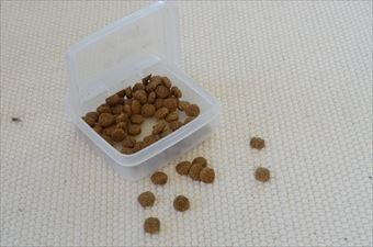 犬 餌 ドックフード ごほうび