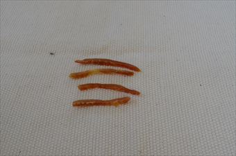 犬のおやつ ささみ ジャーキー