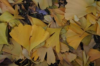 秋 イチョウ 黄