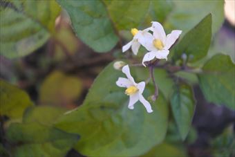 花 白 小さい かわいい 野草 秋