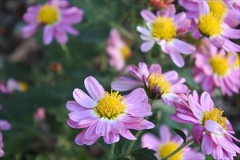 花畑 ピンク 秋