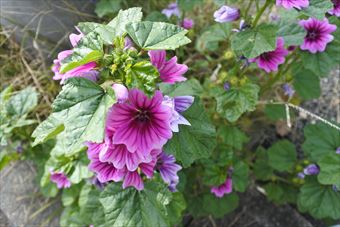 花 きれい 道端