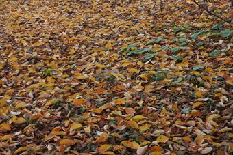 落ち葉 枯れ葉 秋 紅葉