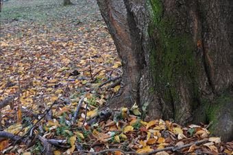 大木 落ち葉 枯れ葉 紅葉 秋