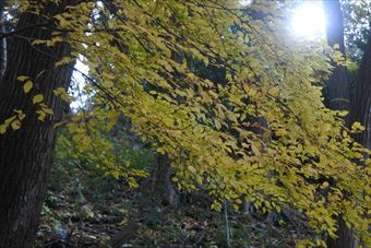 紅葉 黄色 光 日差し 森林 公園 秋