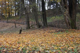 落ち葉 枯れ葉 黄色 紅葉 公園 森林 秋