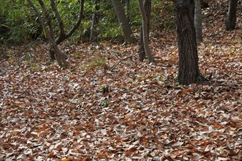 落ち葉 枯れ葉 森林 公園 秋
