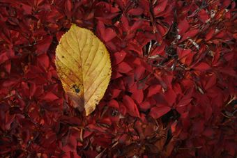 落ち葉 枯れ葉 赤 黄 紅葉 秋