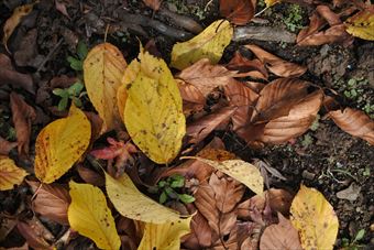 落ち葉 枯れ葉 黄色 茶色 紅葉 秋