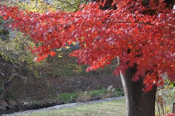 紅葉 楓 赤 大木 もみじ かえで 川 河原 秋