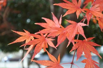 もみじ かえで 秋 赤 きれい 紅葉 楓