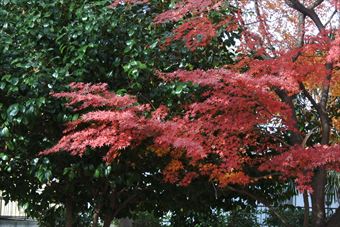 紅葉 もみじ 秋