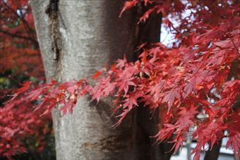 もみじ 赤 きれい 紅葉 秋