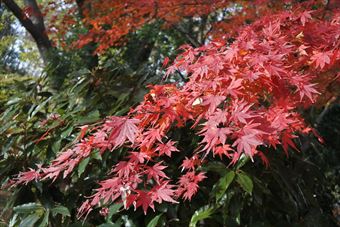 もみじ 真っ赤 きれい 紅葉 秋