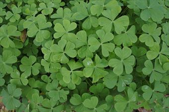 クローバー 緑 一面 道端