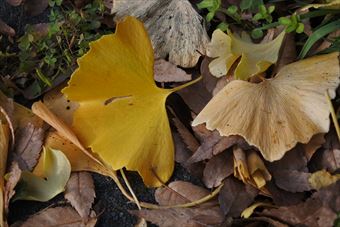 イチョウ 紅葉 落ち葉 枯れ葉 黄色 秋