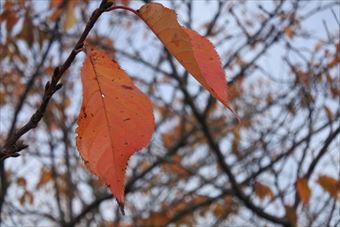 紅葉 赤 枯れ葉 秋