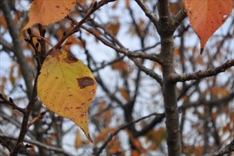 枯れ葉 黄色 紅葉 秋
