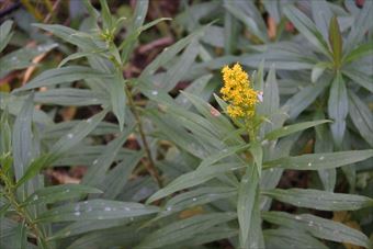 雑草 花 黄色 道端