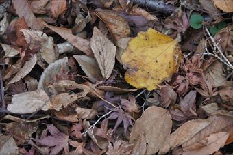 落ち葉 枯れ葉 黄色 秋 冬