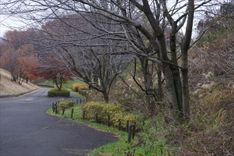公園 散歩 道 冬 淋しい 寒い 曇り