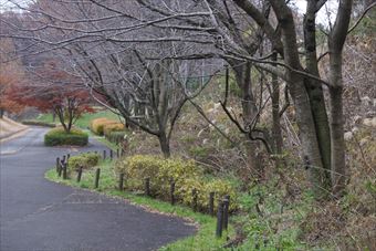 冬 秋 公園 散歩 曇り 寂しい 孤独 道