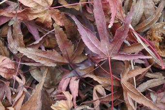 秋 紅葉 落ち葉 枯れ葉 赤 楓