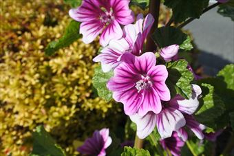 花 きれい 赤 ゼラニウム 派手