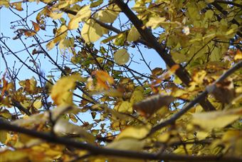 紅葉 黄色 秋 青空