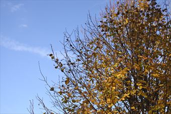 紅葉 大木 青空 秋 冬