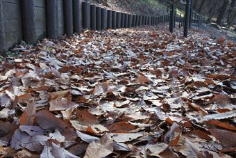 公園 散歩 道 坂 落ち葉 枯れ葉 秋 冬