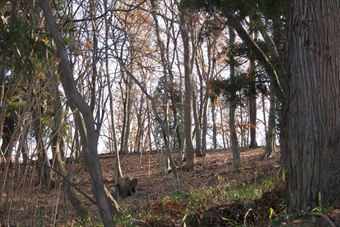 森林 大木  冬 公園 秋