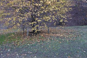 紅葉 黄色 公園 大木 森林 秋 冬 青空 雲