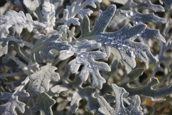 クリスマス 葉 白