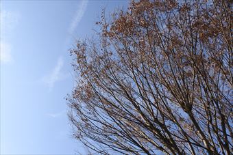 大木 紅葉 枯れ葉 林 公園 秋 冬 青空 雲
