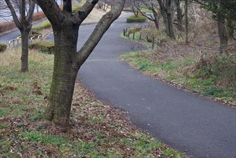 公園 遊歩道 大木 落ち葉 枯れ葉 秋 冬 アスファルト