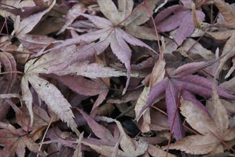紅葉 落ち葉 枯れ葉 秋 冬