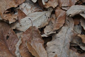 秋 落ち葉 枯れ葉 冬