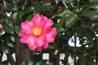 椿 きれい 赤 ピンク 花 秋 冬