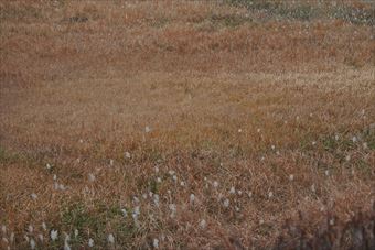 すすき 野原 秋 冬 寒い 広い