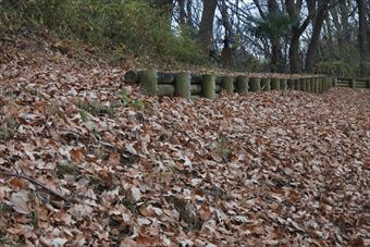 落ち葉 枯れ葉 公園 森林 遊歩道 冬 秋