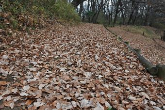 落ち葉 枯れ葉 公園 森林 遊歩道 冬 秋